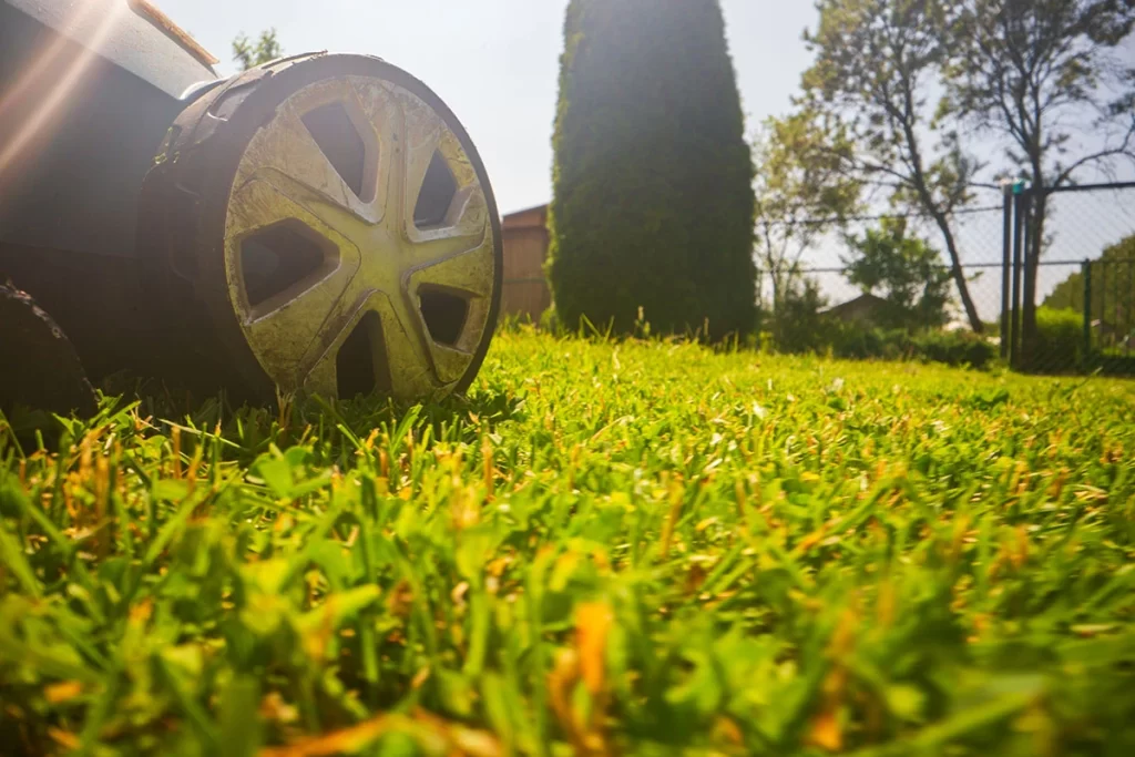 Spring Lawn Revival