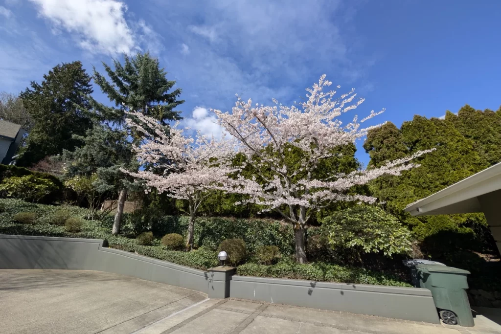 Weekly Lawn Care Schedule for Homeowners in Shoreline, WA