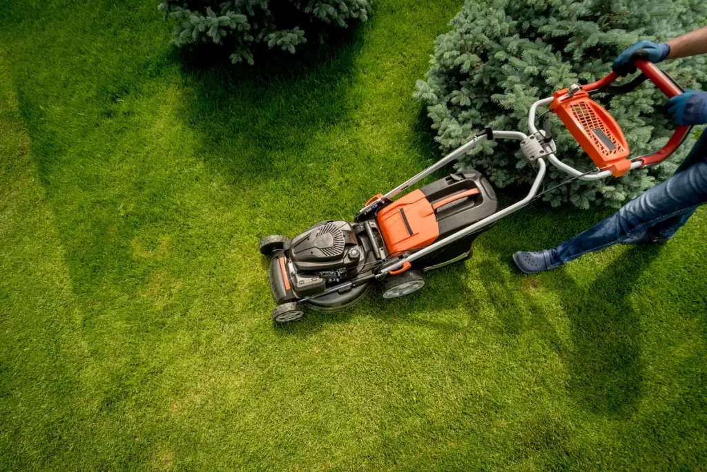 When to schedule yard cleanup in Washington for best results?